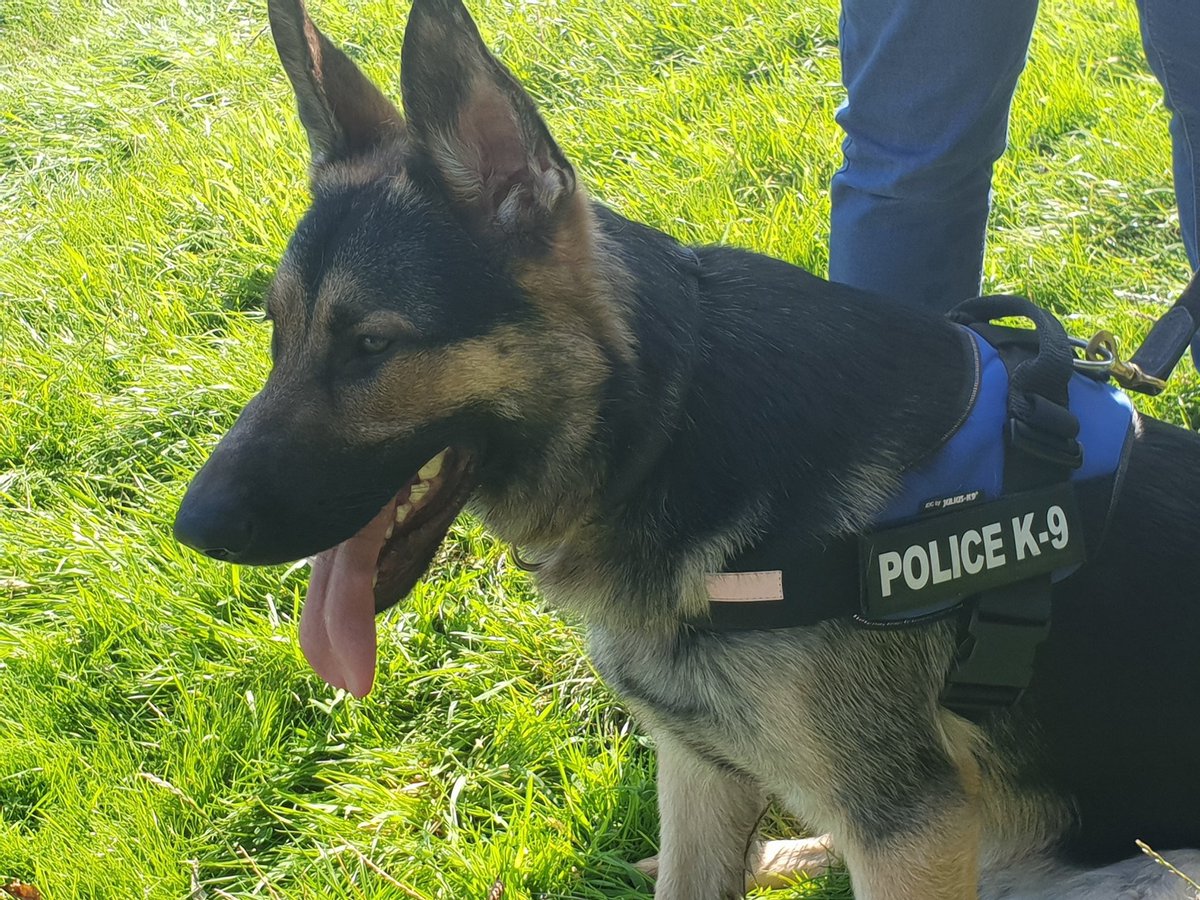 Vero4057's tweet photo. @WarksPoliceDogs This is sad news 😢 Rest easy Top Gun Kuga, beautiful boy xxx https://t.co/1erEscNZIr