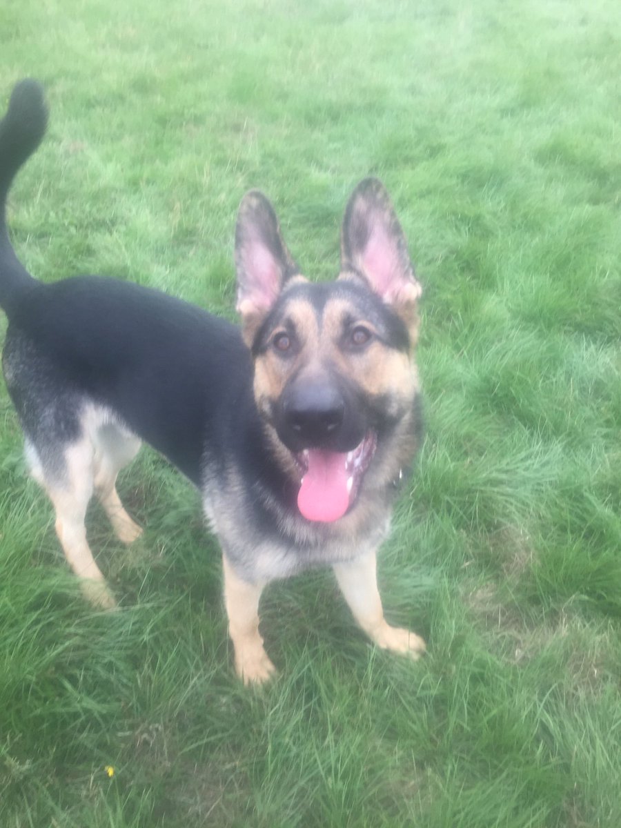 Vero4057's tweet photo. @WarksPoliceDogs This is sad news 😢 Rest easy Top Gun Kuga, beautiful boy xxx https://t.co/1erEscNZIr