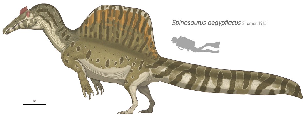 Spinosaurus!
One of the most famous paleo stars nowadays