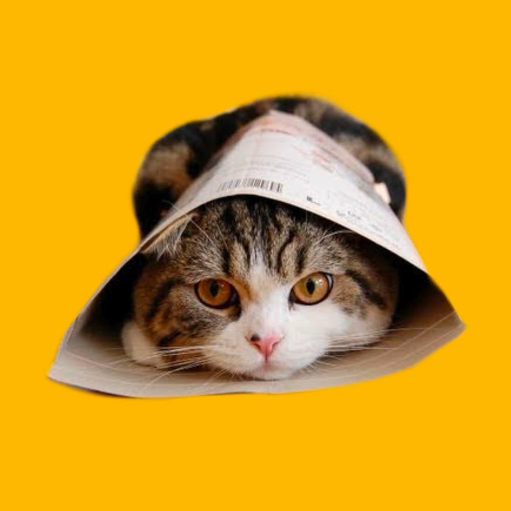 <a href="/cz_binance/">CZ 🔶 BNB</a> <a href="/hhtbzayed/">Tahnoon Bin Zayed Al Nahyan</a> CZ take a look at the newest trending coin on BNB alot of solana traders bridged to BNB to ape this coin $Maru

CA: 0x847c5fe7ead076e1698ef37377def1b3b6b461a7