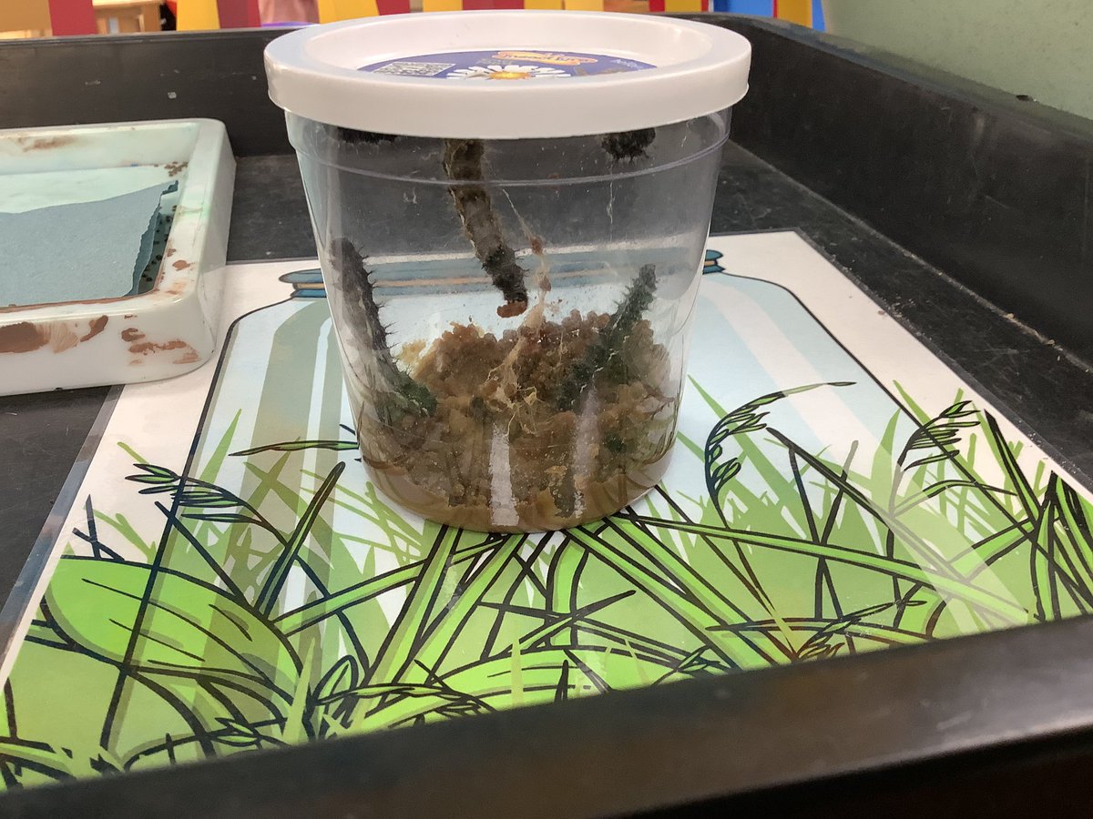 HasReception's tweet image. @HasReception are investigating our own caterpillars…the real ones have grown almost as long as our painted caterpillar Cecil! 
 🐛 🍃 🌍 
#EYFS
#ExpressiveArtsAndDesign 
#UnderstandingTheWorld