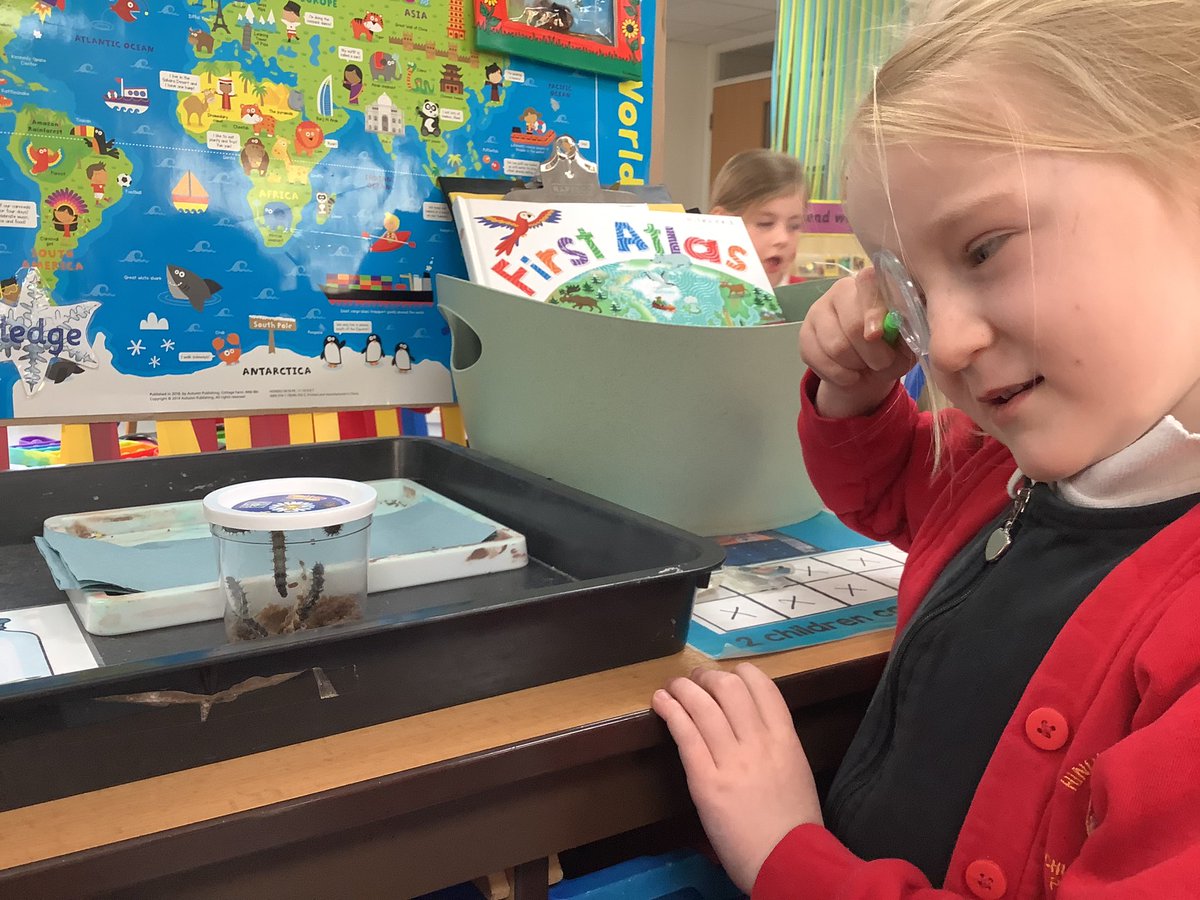 HasReception's tweet image. @HasReception are investigating our own caterpillars…the real ones have grown almost as long as our painted caterpillar Cecil! 
 🐛 🍃 🌍 
#EYFS
#ExpressiveArtsAndDesign 
#UnderstandingTheWorld