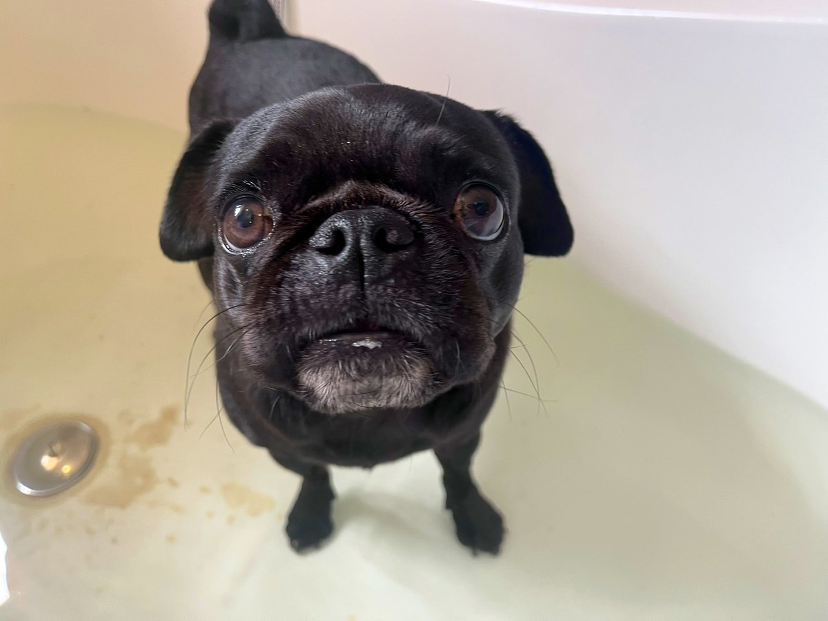 WWatsonpug's tweet photo. Rub-a-dub-dub, one little pug in the tub! 🛁🐶✨ #BathDay #SqueakyClean https://t.co/BCxsDObHLJ