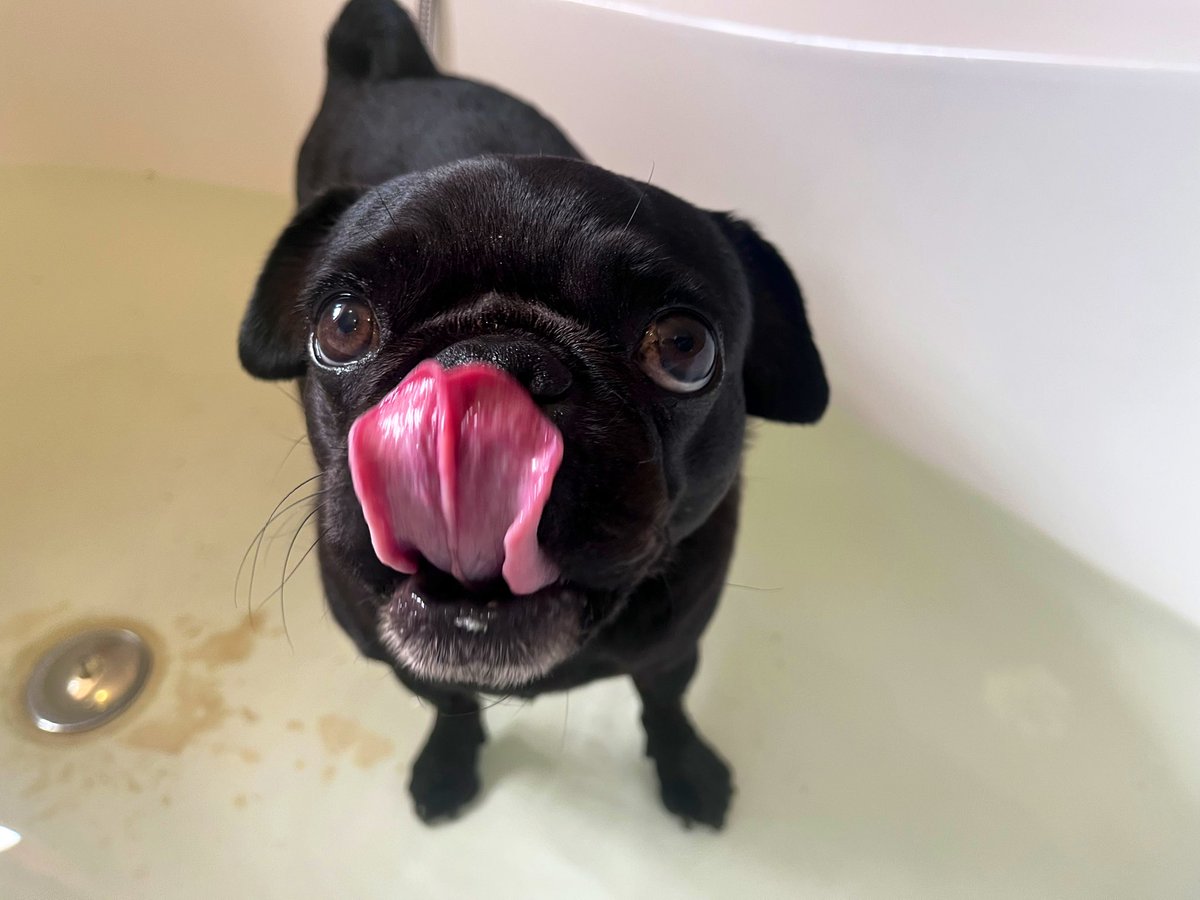 WWatsonpug's tweet photo. Rub-a-dub-dub, one little pug in the tub! 🛁🐶✨ #BathDay #SqueakyClean https://t.co/BCxsDObHLJ