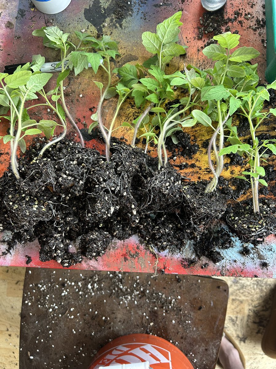 Up potting tomatoes