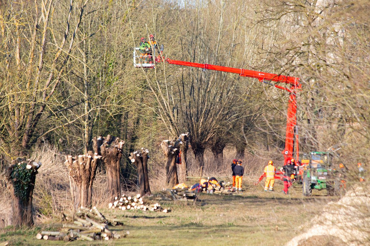 Een nieuw seizoen, nieuwe ellende met <a href="/stadleuven/">Stad Leuven</a> bij de Abdij van 't Park. Men besloot deze week de knotwilgen te -welja- knotten èn ter plaatse het hout te verhakselen. Alleen… zit naast die wilgen een kolonie blauwe reigers die al broeden + een ijsvogelnest (beide beschermd)