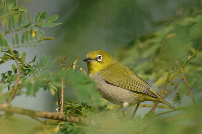 SvbonyBirding's tweet photo. 🌼 The weather is getting warmer, it's a good time for bird watching! Whether you use the SV406P spotting scope or the SV202 binoculars, you can enjoy the wonderful moments of birds! 🐦✨
https://t.co/fxNhpVjbAr
#SVBONY #Birdwatching #Spring #OutdoorAdventure https://t.co/Xcuy9rfSVl