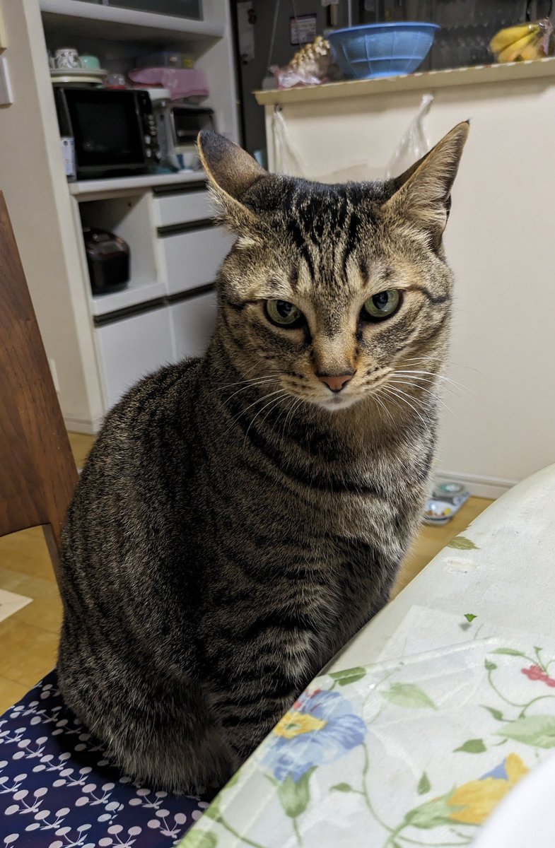 りん 一週間以上たってる場合即購入❌ は 2 種類の実験配置で測定した同⼀ X 線管の EDX スペクトルで