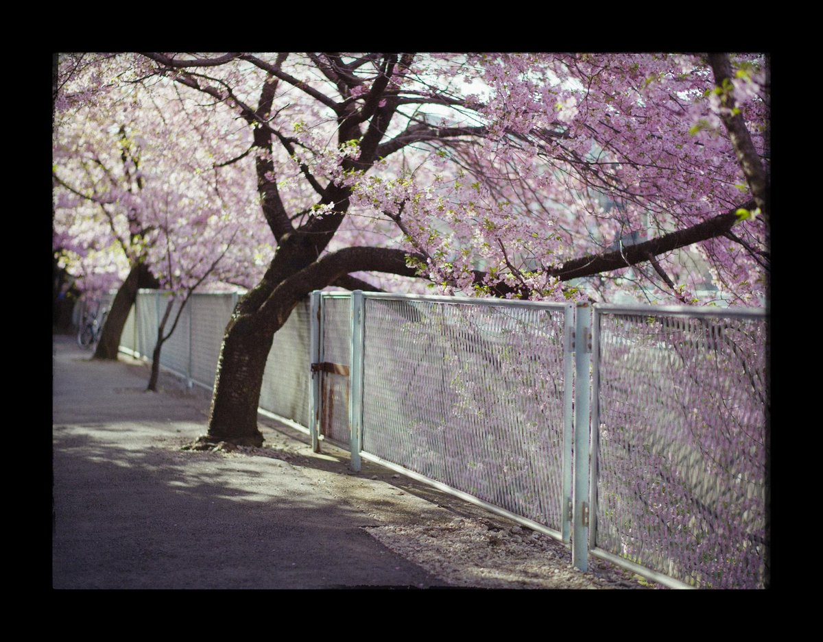 meow_photo's tweet image. 