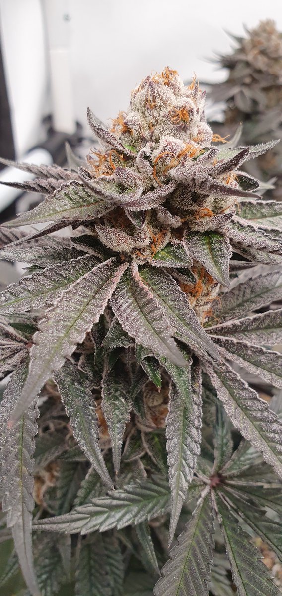 SuzySeeds's tweet photo. New collaborations will be announced in next days... except some explosions of awesomeness! First one is as we already had a pre-release with #GraftGenetics 
https://t.co/CKULEHmGVt
#suzysaficionadocollection  #feminizedseeds #premiumgenetics #awardwinners https://t.co/yyB2AOzFgM