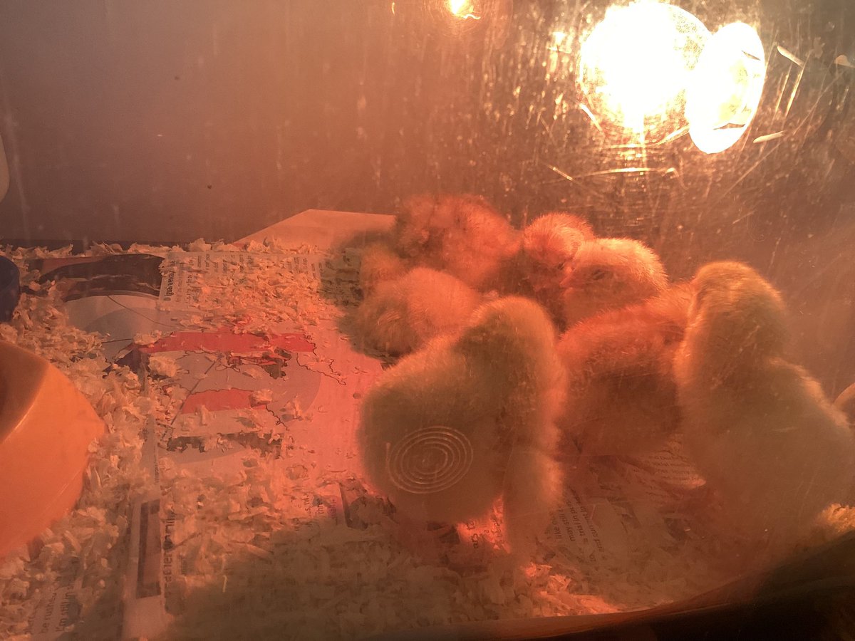 St Finbar's Year 1 Daffodil Class tweet media