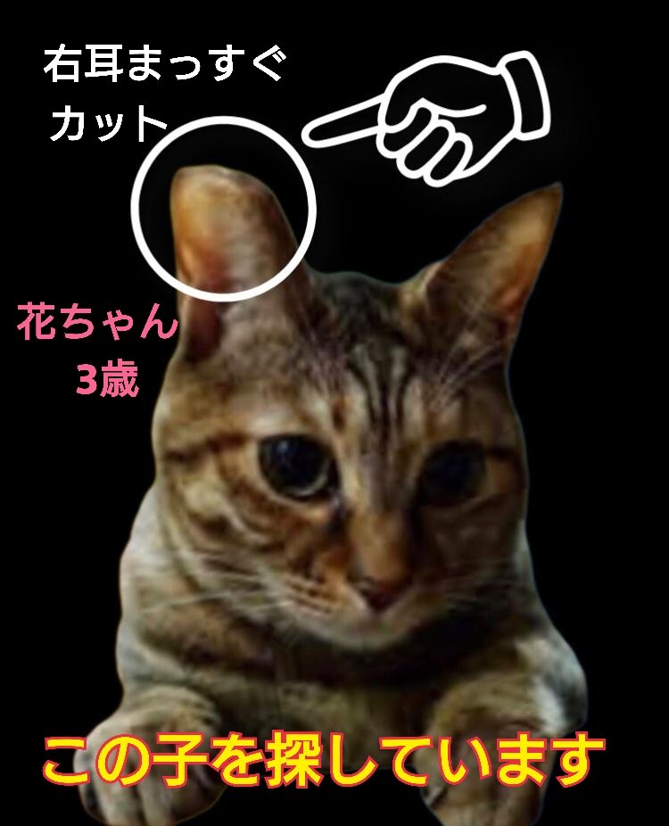 猫を探しています。花ちゃん3歳。麦わら猫または、茶系のキジトラ。身体は明るい茶色の毛並み、尻尾はグレー×黒の縞々模様です。横浜市金沢区富岡東の自宅から外に出てしまい11ヶ月以上行方不明です。些細な情報でもありましたら押してください。
#猫を探しています 
#拡散希望 
#リポストお願いします