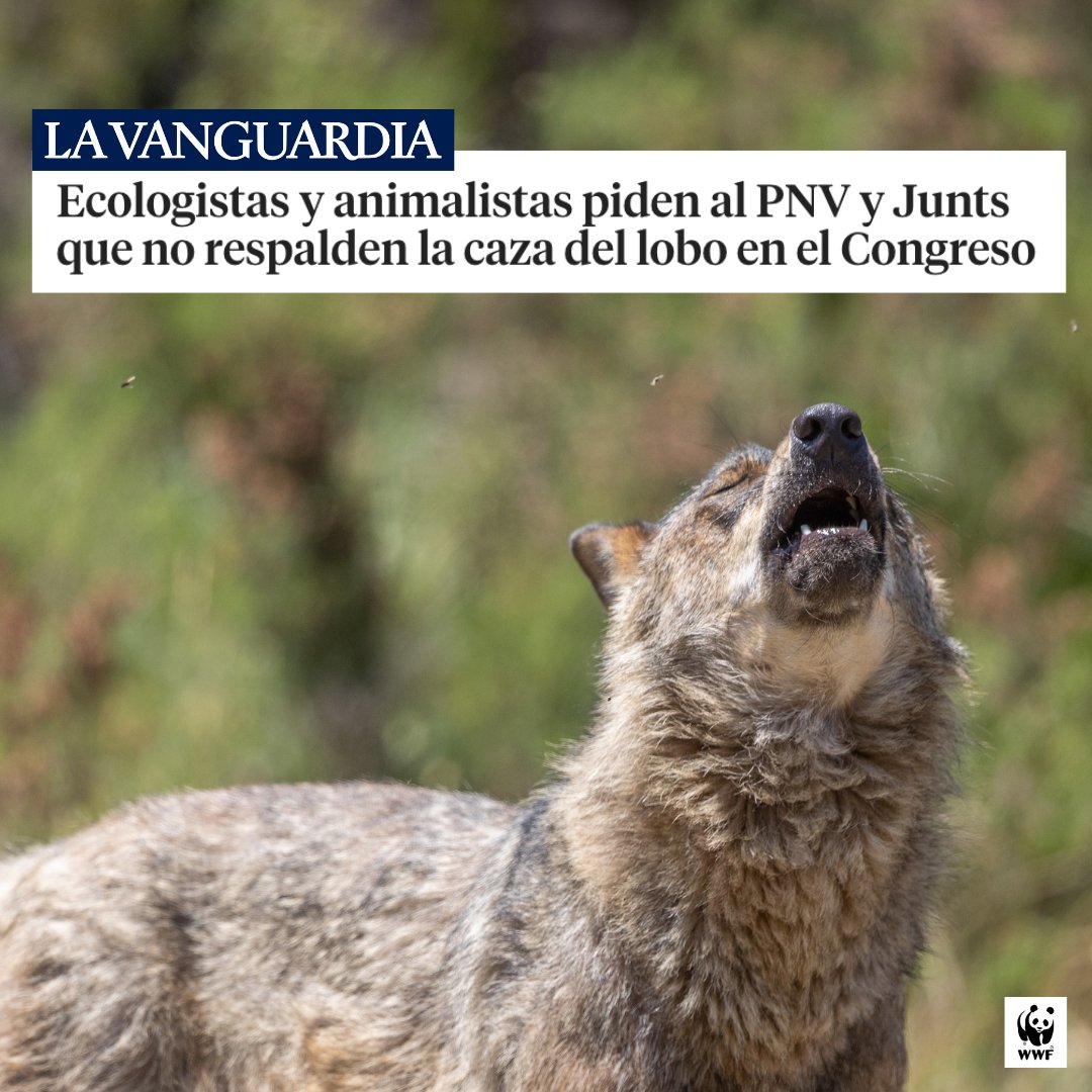 🐺❌ Mañana el <a href="/Congreso_Es/">Congreso</a> vota la desprotección del #lobo en España 

Un retroceso atroz que permitiría su caza de nuevo

El voto de <a href="/eajpnv/">EAJ-PNV</a> es clave para frenar esta amenaza. Pedimos apoyo en contra de la propuesta del <a href="/ppopular/">Partido Popular</a>

🔴 El lobo necesita protección, no retrocesos