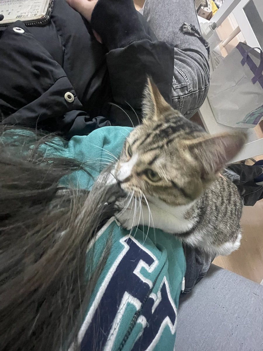 chuz_r's tweet photo. 友達の家の猫���ちゃくちゃでかくなってた
髪の毛食べら毛かけた https://t.co/dY1wwhTgqW