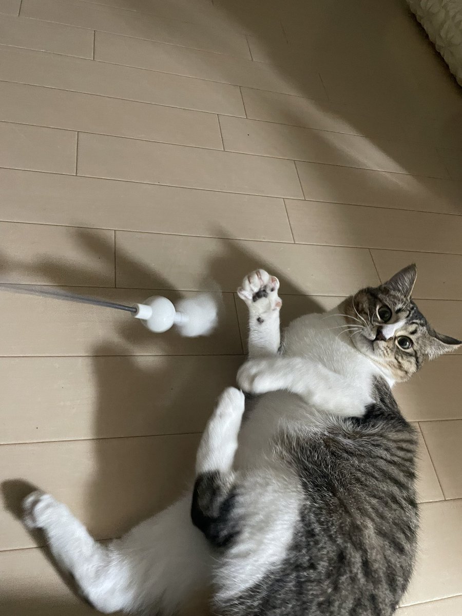 chuz_r's tweet photo. 友達の家の猫���ちゃくちゃでかくなってた
髪の毛食べら毛かけた https://t.co/dY1wwhTgqW