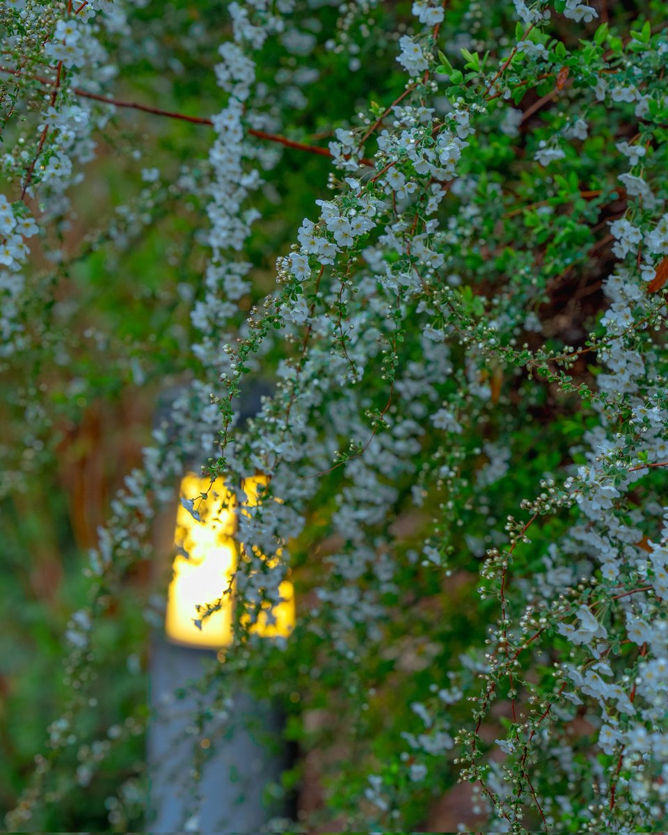 kenta_stp's tweet photo. 비내리는 날 도심 속 산책로
장소 :  芝公園(시바공원) - 도쿄 미나토구
#streetsnap
#Tokyo #Japan https://t.co/1mjbVgPgr1