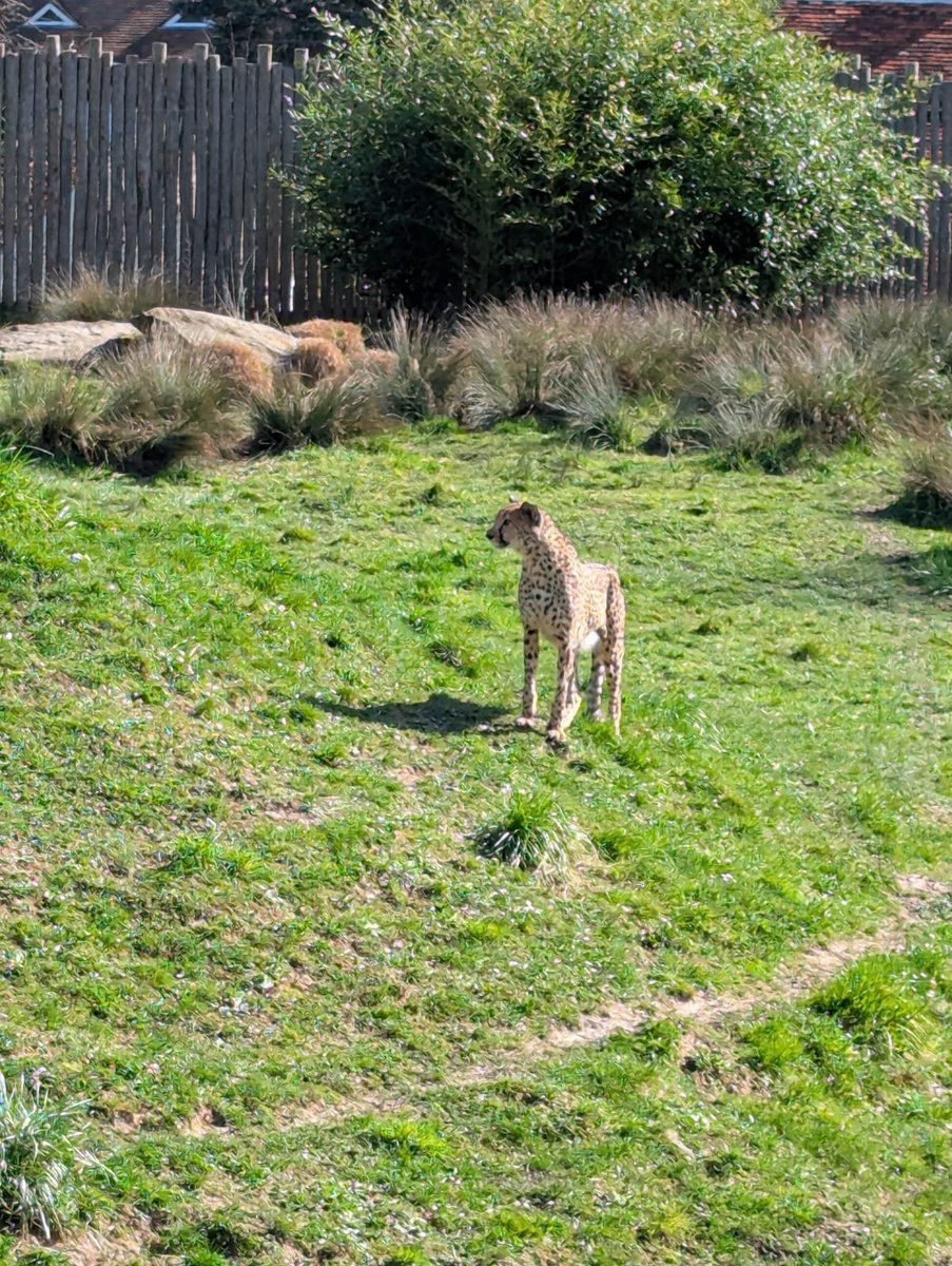 tuisovaubb's tweet photo. Je suis à Beauval toujours impressionnant de voir l'animal le plus rapide sur terre après louis Bielle-Biarrey https://t.co/X0PKyqVfzw