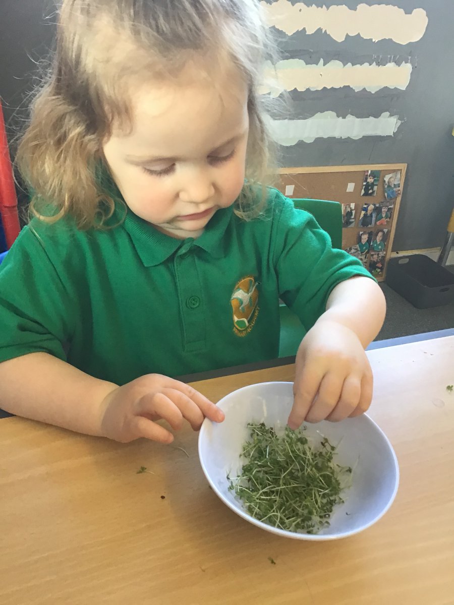 Cygnet Class tweet media