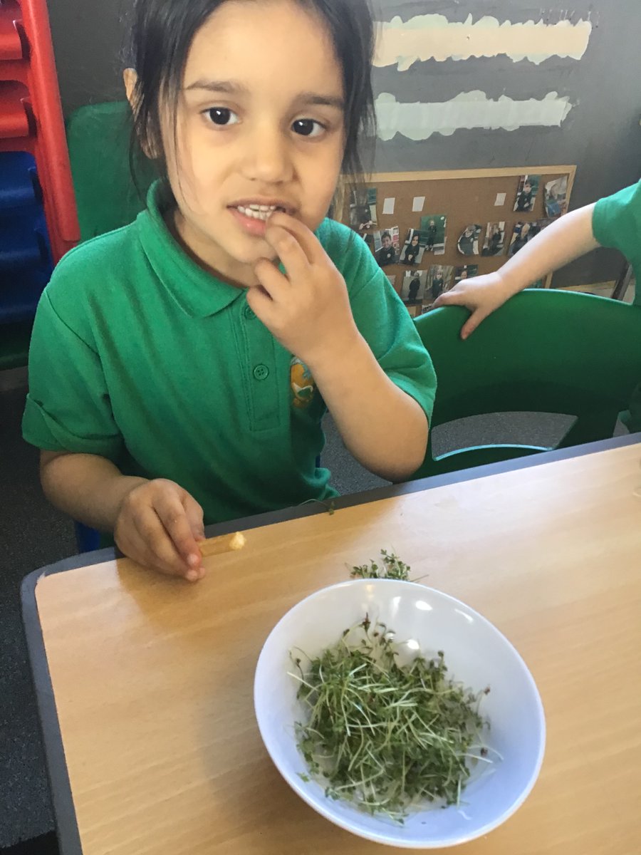 Cygnet Class tweet media