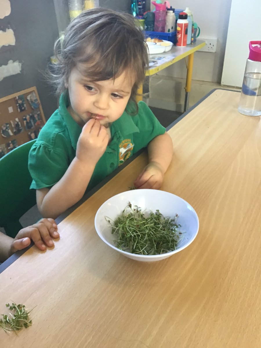 Cygnet Class tweet media