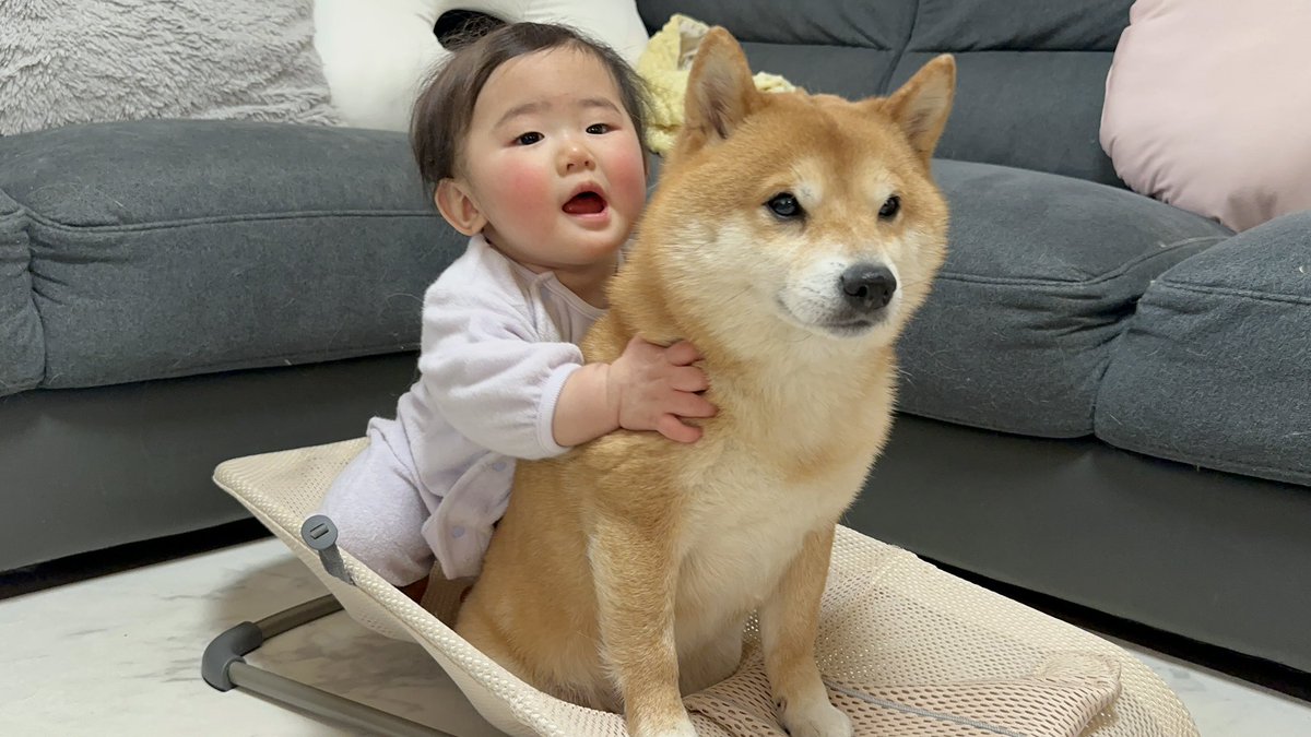豆柴うに&ゴールデンレトリバーおから on X