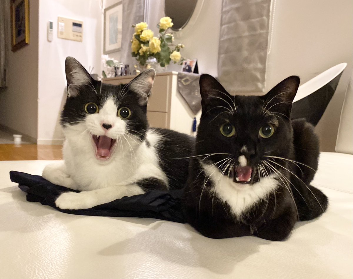 藤 あや子🐾 on X: 