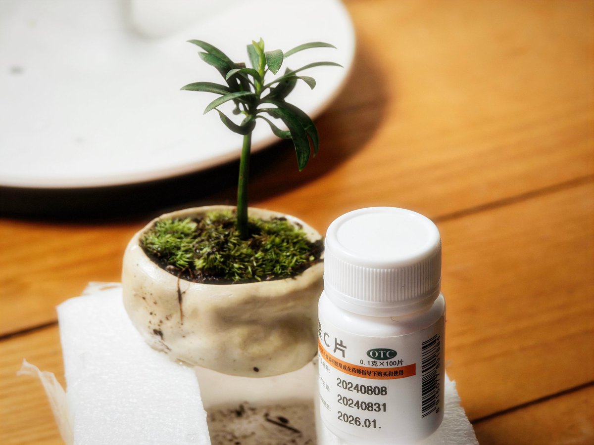 淘宝顺手买了一个植物，没想到只到了一个这么小的小玩意😂