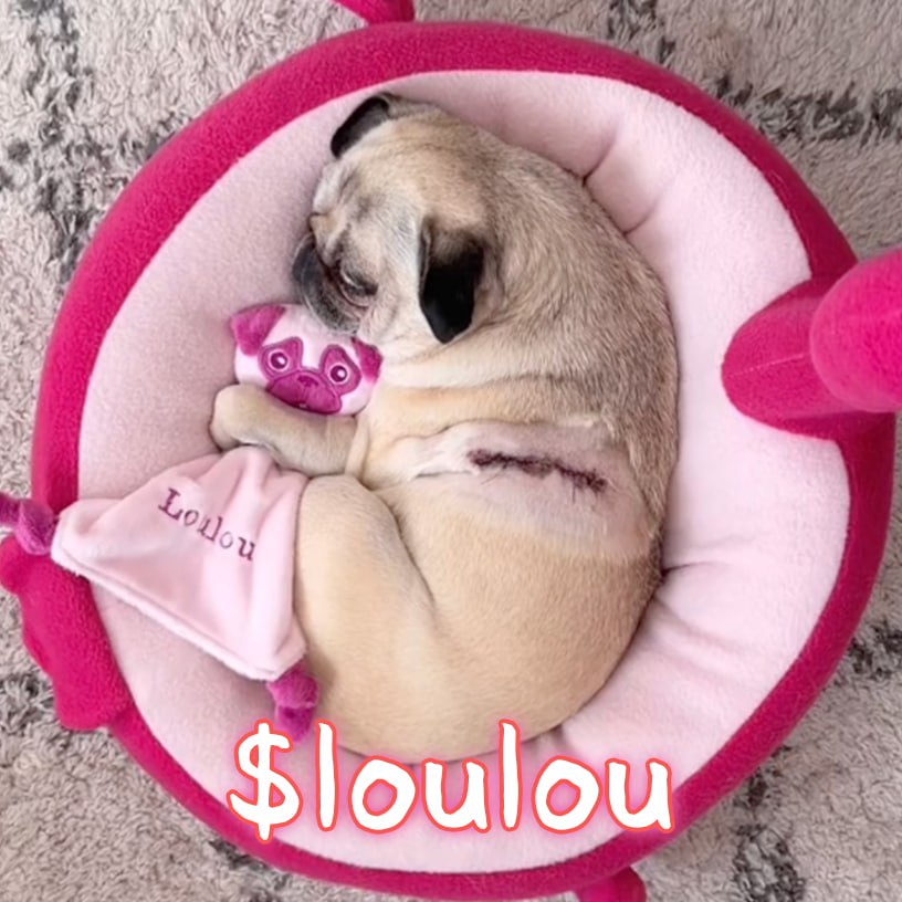loulou🐶 tweet media