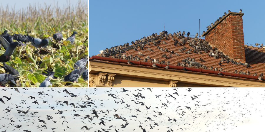 Lesnická a dřevařská fakulta MENDELU (@ldf_mendelu) on Twitter photo Problematice zdivočelých holubů se v rámci projektu zaměřeného na volně žijící živočichy ve městech věnují na <a href="/ldf_mendelu/">Lesnická a dřevařská fakulta MENDELU</a> Ústav ochrany lesů a myslivosti. Data a závěry pro Brno → bit.ly/holubivemeste
spolupráce s <a href="/muni_cz/">Masarykova univerzita</a> <a href="/ivb_cas/">Institute of Vertebrate Biology</a>, SocioFactor Problematice zdivočelých holubů se v rámci projektu zaměřeného na volně žijící živočichy ve městech věnují na <a href="/ldf_mendelu/">Lesnická a dřevařská fakulta MENDELU</a> Ústav ochrany lesů a myslivosti. Data a závěry pro Brno → bit.ly/holubivemeste
spolupráce s <a href="/muni_cz/">Masarykova univerzita</a> <a href="/ivb_cas/">Institute of Vertebrate Biology</a>, SocioFactor