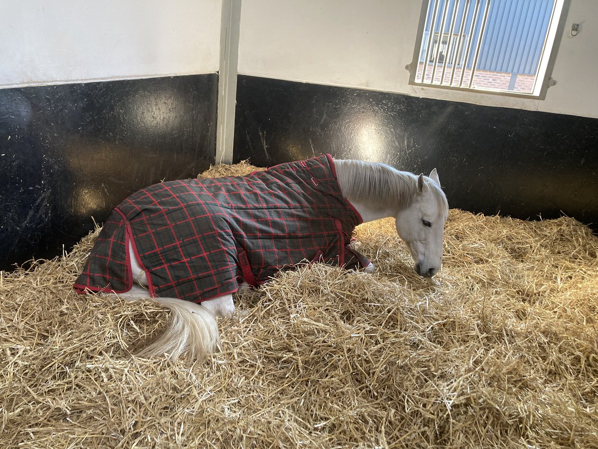 Debbie Nash (@dlsequine) on Twitter photo Twenty two Equine and Veterinary Bioscience students visited <a href="/StallionAI/">Stallion AI Services</a> yesterday to see stallion management, collection, assessment and new technologies in action. Thank you Emma and team. <a href="/AberDLSAGB/">Aberystwyth University DLS/AGB</a> Twenty two Equine and Veterinary Bioscience students visited <a href="/StallionAI/">Stallion AI Services</a> yesterday to see stallion management, collection, assessment and new technologies in action. Thank you Emma and team. <a href="/AberDLSAGB/">Aberystwyth University DLS/AGB</a>