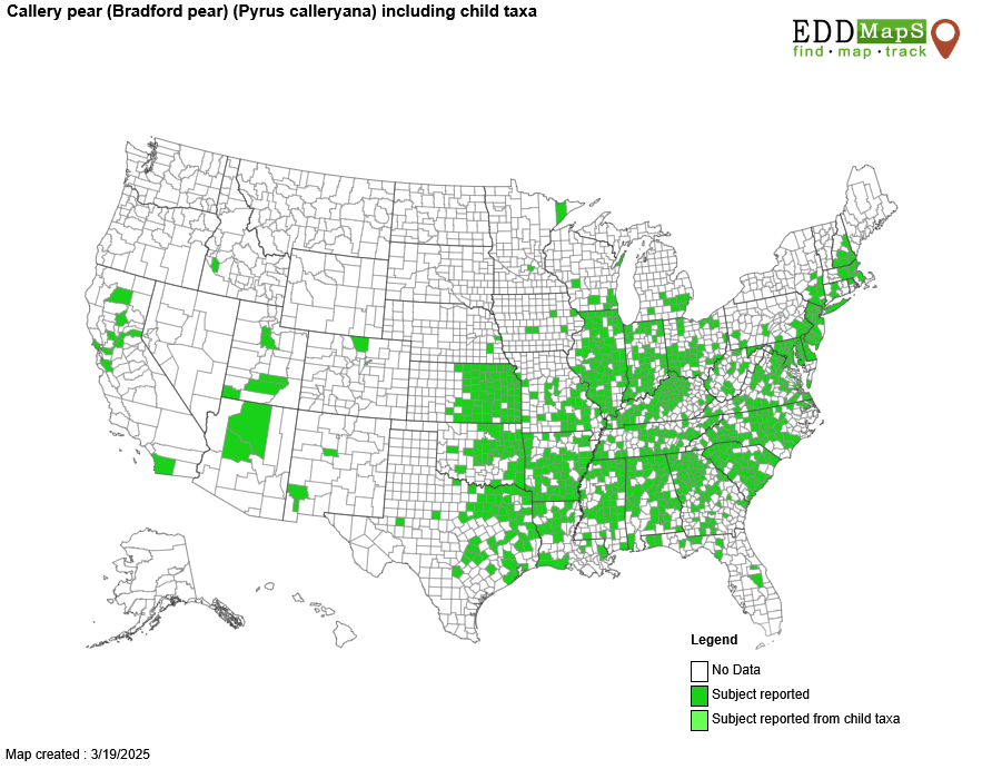 Find the Gaps. Fill the Map.

It's Callery pear season, and we're asking YOU to help us document this #invasivespecies' whereabouts. We all know this plant is a scourge and #foresthealth threat, and knowing where it is is the first step in management.

invasivepearwatch.org