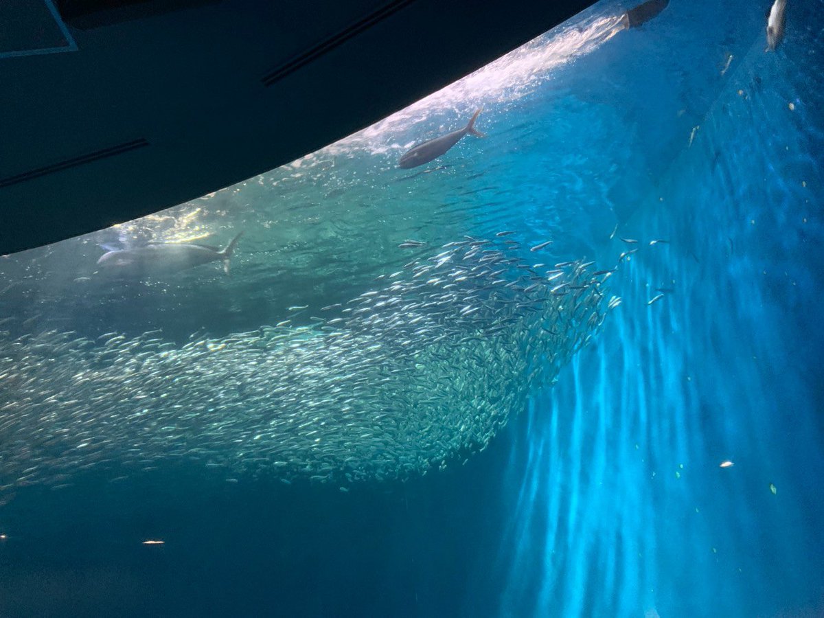 ten8r's tweet photo. 初めて名古屋港水族館行ったー！！
凄かった！！！ https://t.co/aaruxsIOho