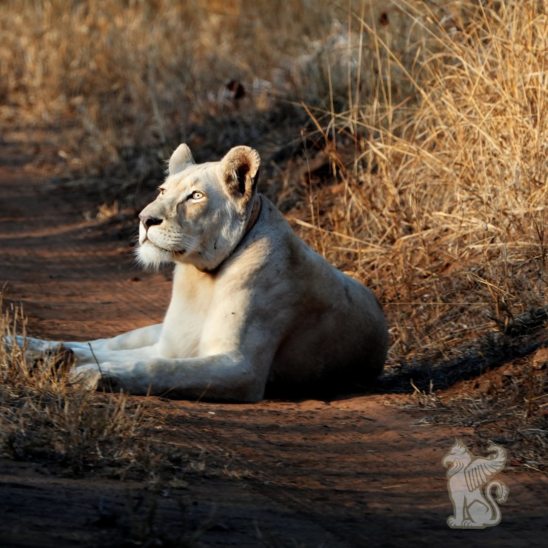 Ancient Wisdom for a Flourishing Future.

#WhiteLions #HonorTheAncestors #ProtectTheWhiteLions #FlourishingFuture