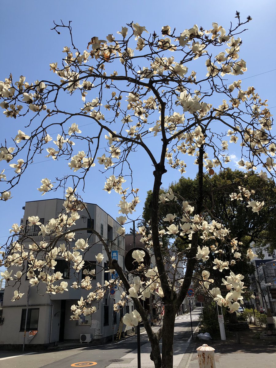 rakustay's tweet photo. 堺町の白木蓮の並木。満開でした。

#高知市 https://t.co/hfxdbMazbL