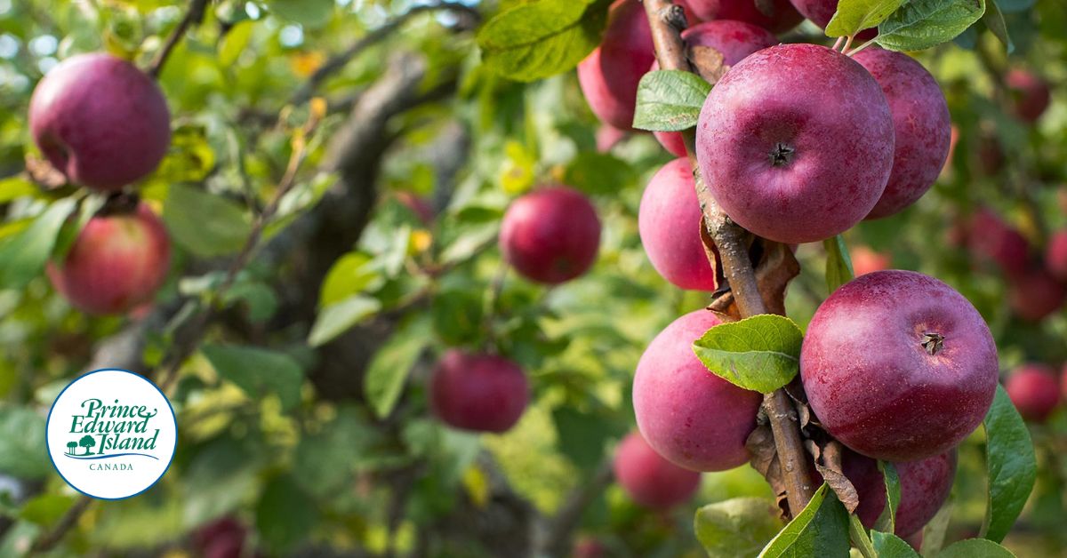 🌾🚜 Follow the new Facebook page: PEIAgriculture for updates, resources, and insights on local farming, sustainability, and food security. Stay connected with the agriculture community and support a sustainable future! 🌱👩‍🌾