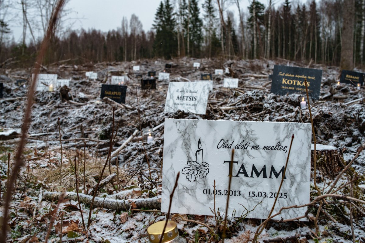 Kurb reaalsus. Näitame juhtpoliitikutele, et metsade üleraiest on mõõt täis! 
👉 raiemaht.ee
#raiemahtalla