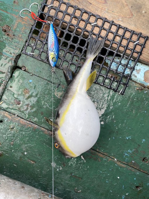 今日はサクラマス釣りに行ってましたが、外道しか釣れず撃沈…
ぐーふーにダブルホッケ、サメ…まあ、こんな日もあるさw 