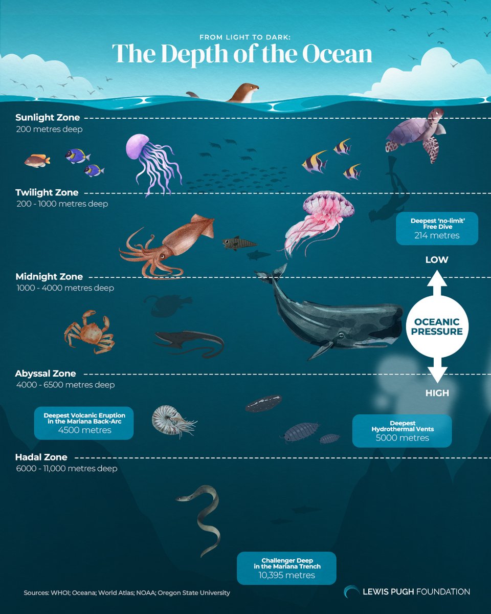 The ocean is divided into zones and each is home to creatures uniquely built to survive there. Take a look 🌊⬇️🪼