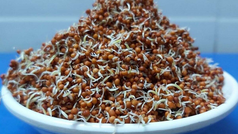 tamilstar's tweet image. முளைகட்டிய ராகி சாப்பிடுவதால் கிடைக்கும் நன்மைகள்..!

#Benifits #SproutedRagi #ragi #HealthyFood #HealthyTips #HealthyLife #LatestUpdate 

tamilstar.com/benifits-eatin…