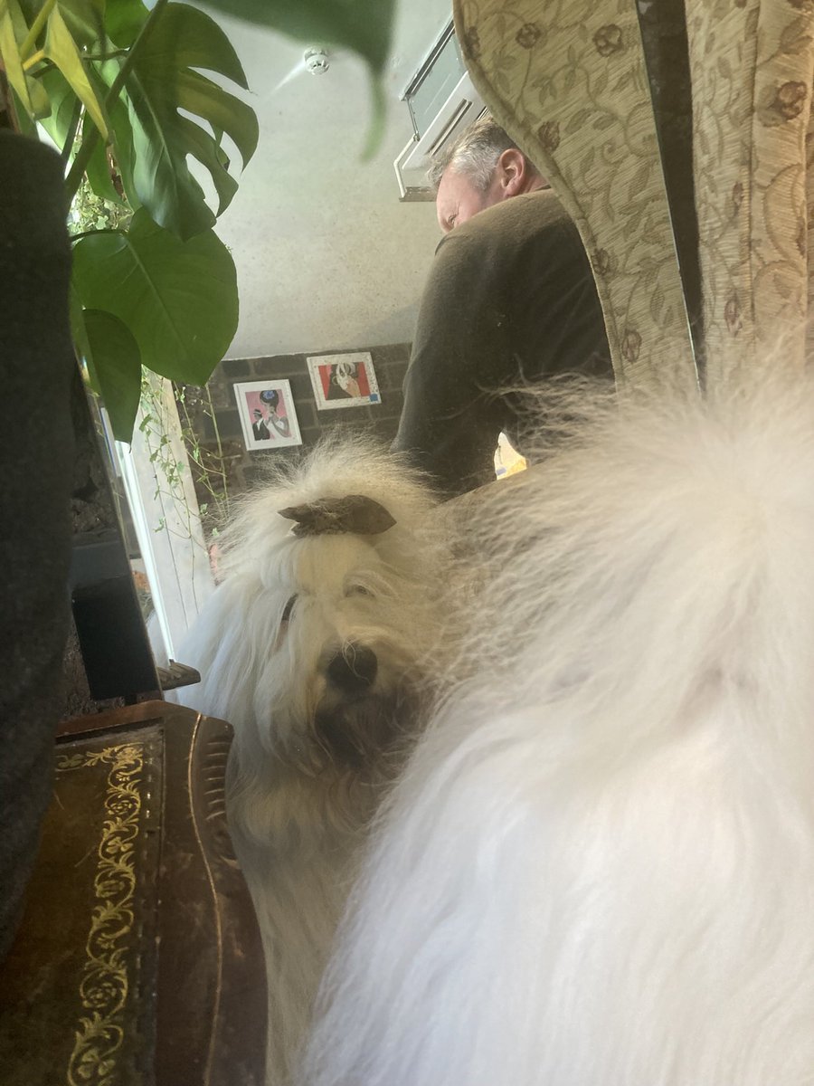 Mopsy & Maggy tweet media