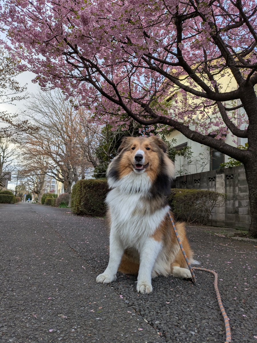 着々、春の訪れ✨
初、楽希と春を迎える喜び😚