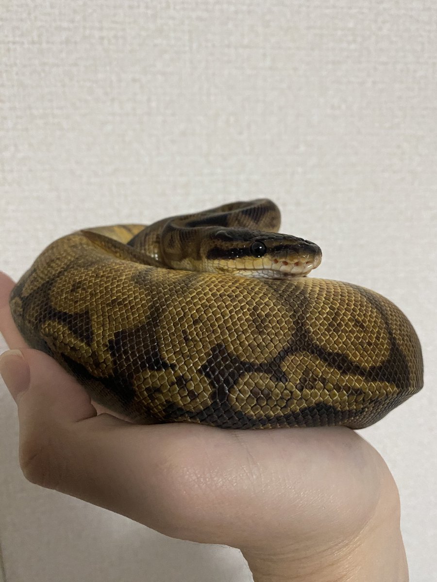 くらみちーの tweet media