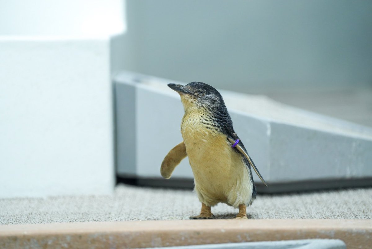 AOAOSAPPORO - Search / X