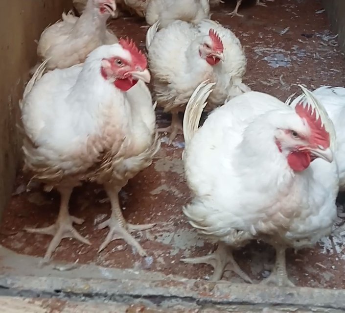 AlbashirHauwau's tweet photo. @CaptJamyl Eid Special with MAXI Chickens @ Affordable price.
Location: Zaria city https://t.co/EQSfRw1PEo
