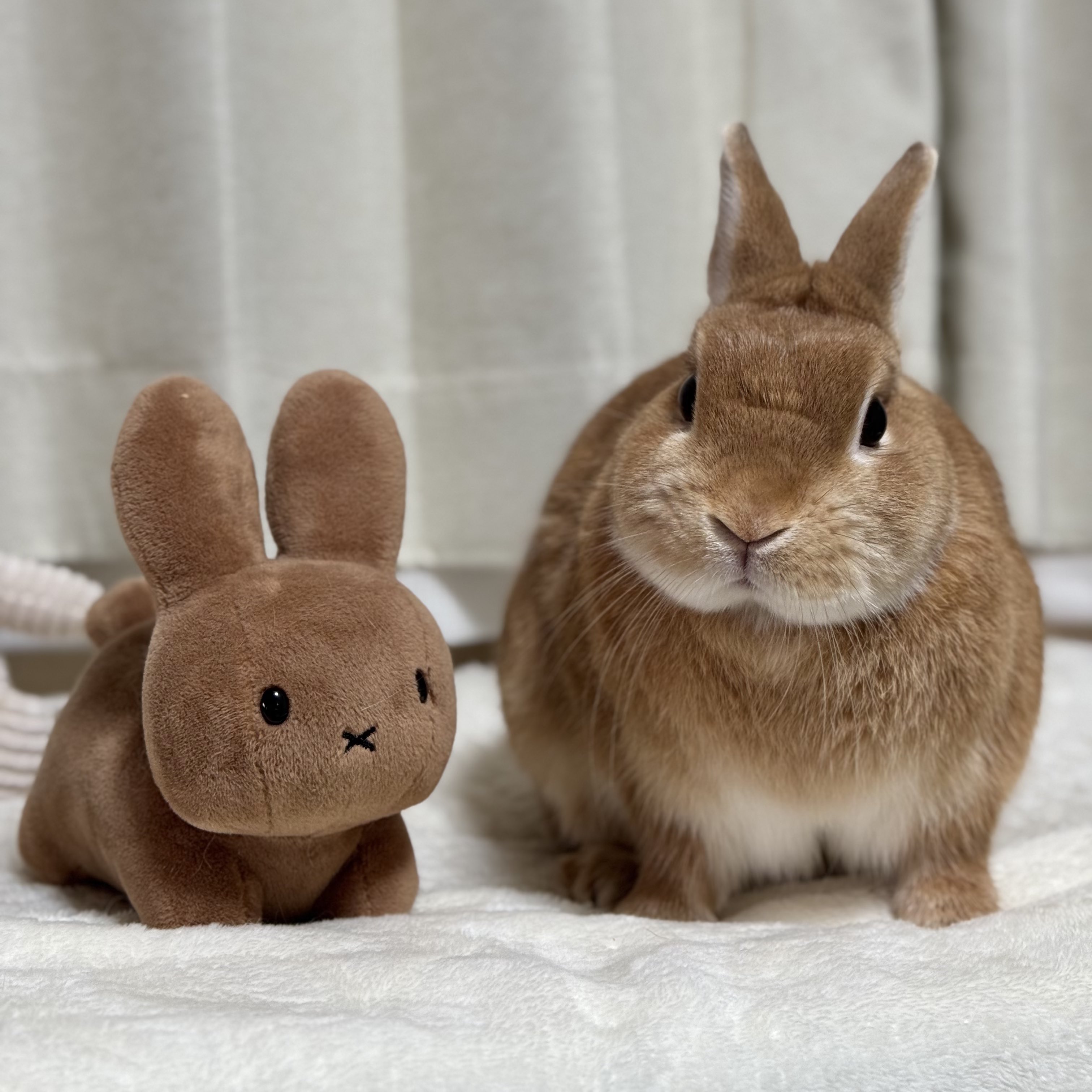 ランとコナンとシェリー | 俺も鼻セレブに仲間入り♪ なかなか