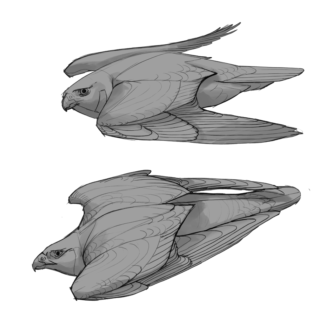 Working on my next tutorial for my Patreons! Thinking about bird shapes, so it had to be the wonderful Peregrine!