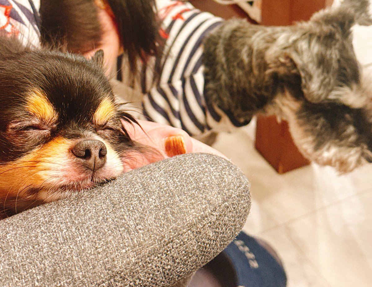 かわいい🐶たち🤟

疲れないオフィスチェアと眠くならない身体が欲しい😵

花粉症のせいだ🤧