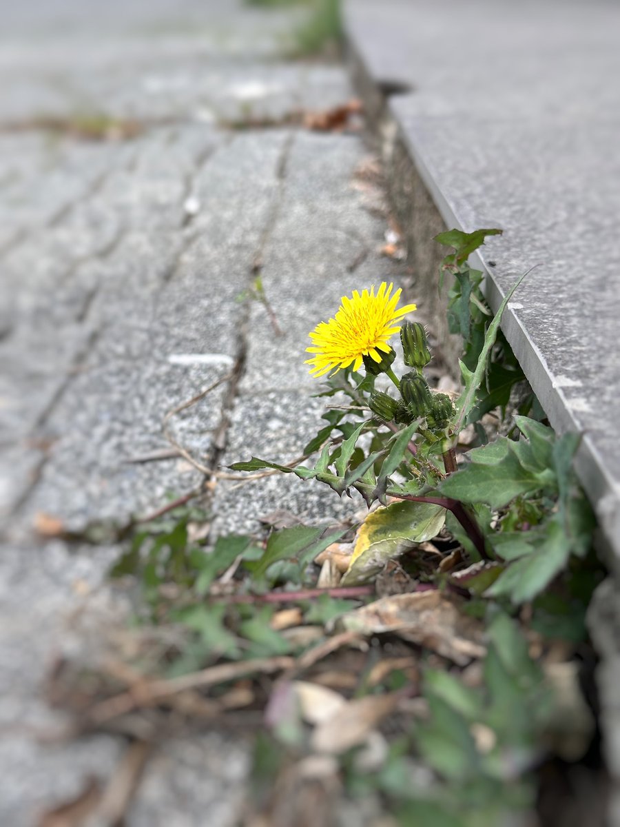 🕊️🤍
#GeceyeNiyetim 
Kimseye zararım dokunmadan, merhametle, vicdanla, doğrulukla, iyiliklerle, güzelliklerle, mucizelerle yaşamaya niyet ediyorum🙏

Bugün karşıma çıkan güzellik,
tüm olumsuzlukların arasından sızan “umut” sen ne güzelsin🌸👇👇👇