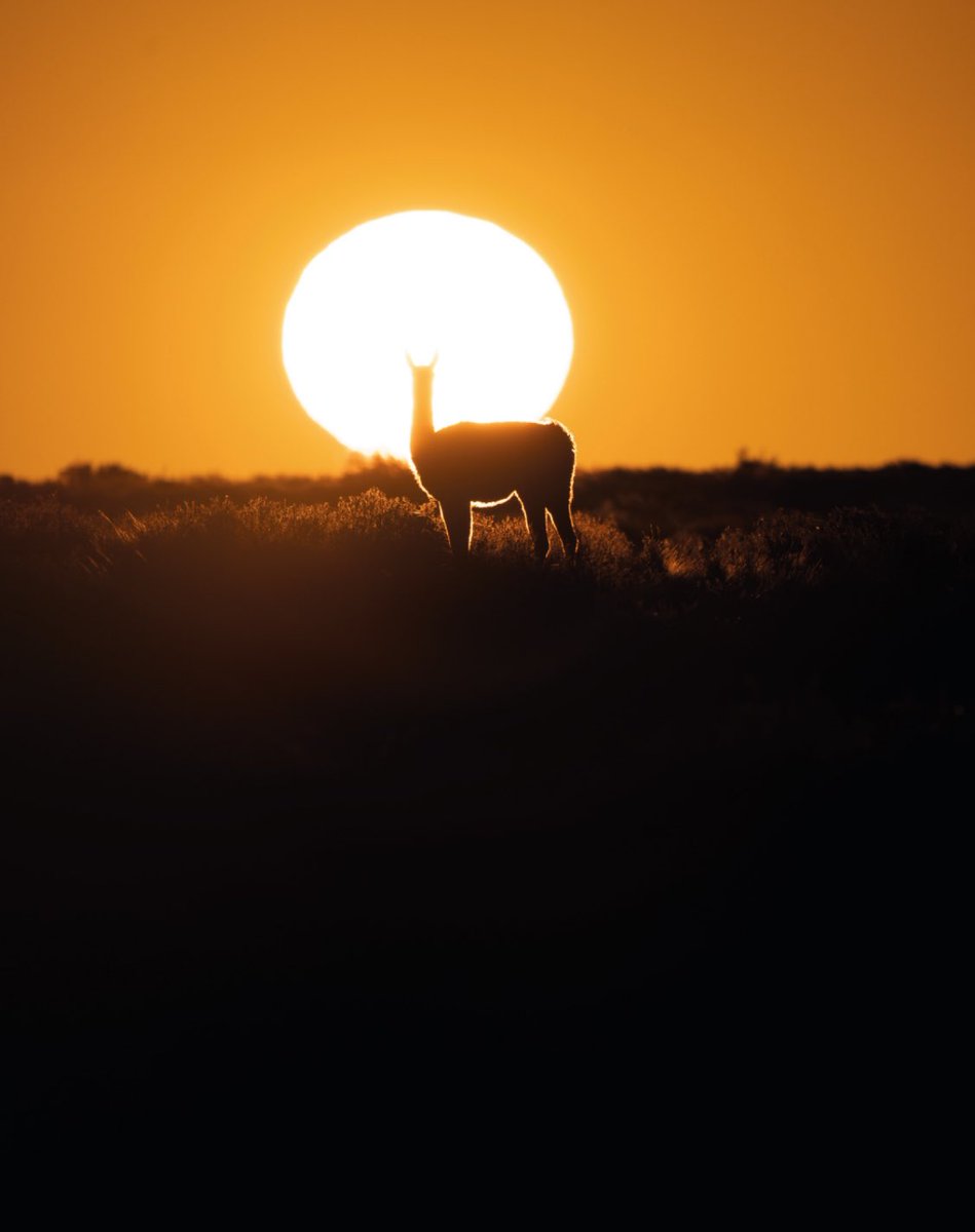 Así se ve un atardecer en Península Valdés✨ 

#PenínsulaValdés #CorazónDeLaPatagonia