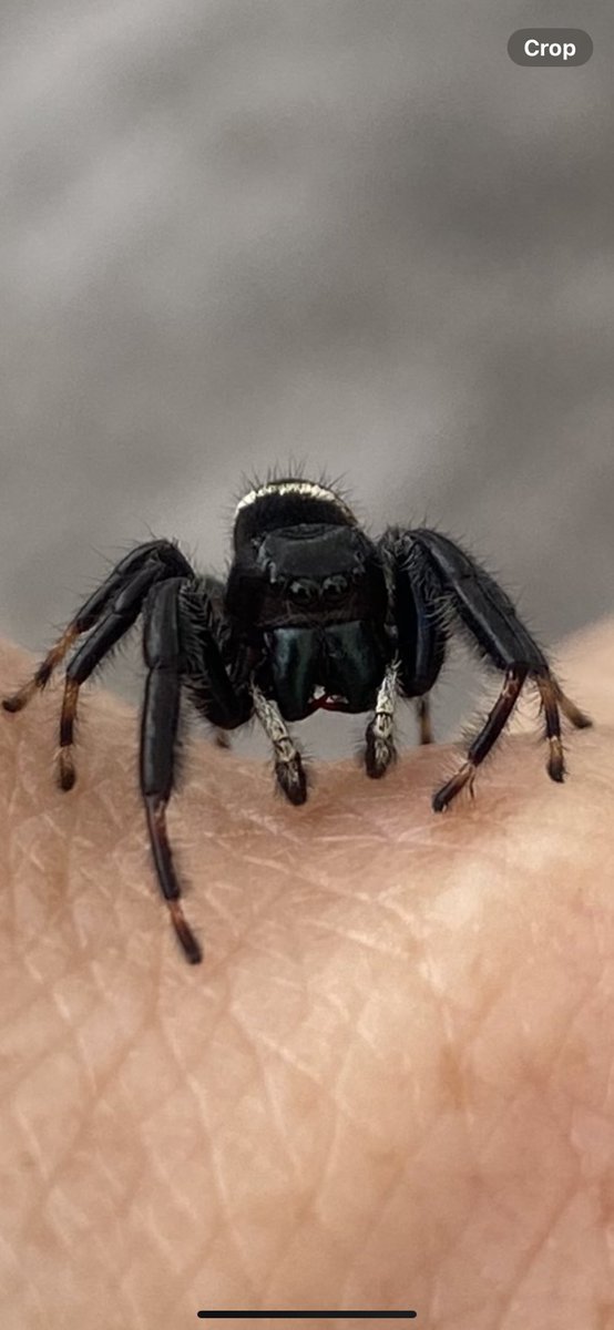 KyleGallner's tweet image. Is it weird that I’m excited for jumping spiders to start showing up again? I love those little guys.